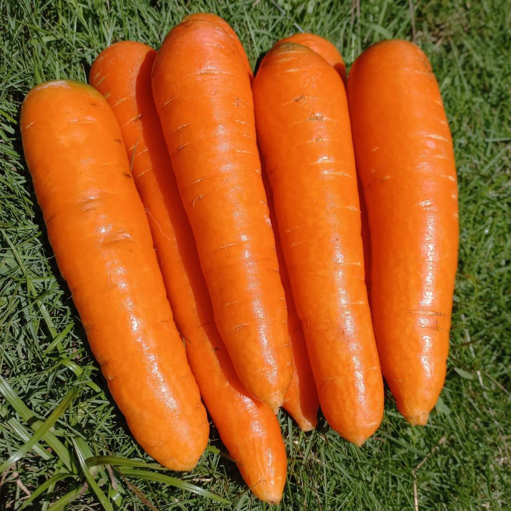 

Wortel Berastagi 1kg