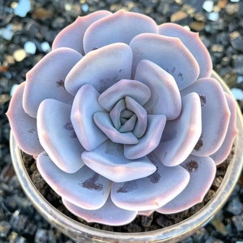 Sukulen Echeveria Lilacina