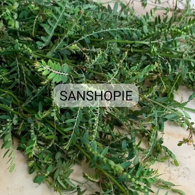 

Daun meniran segar fresh 250 gram