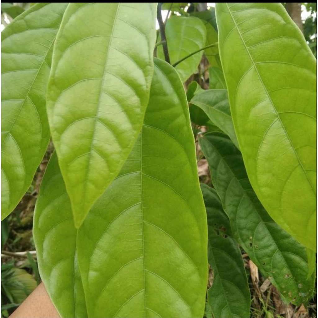 

Daun hantap segar 50 lembar