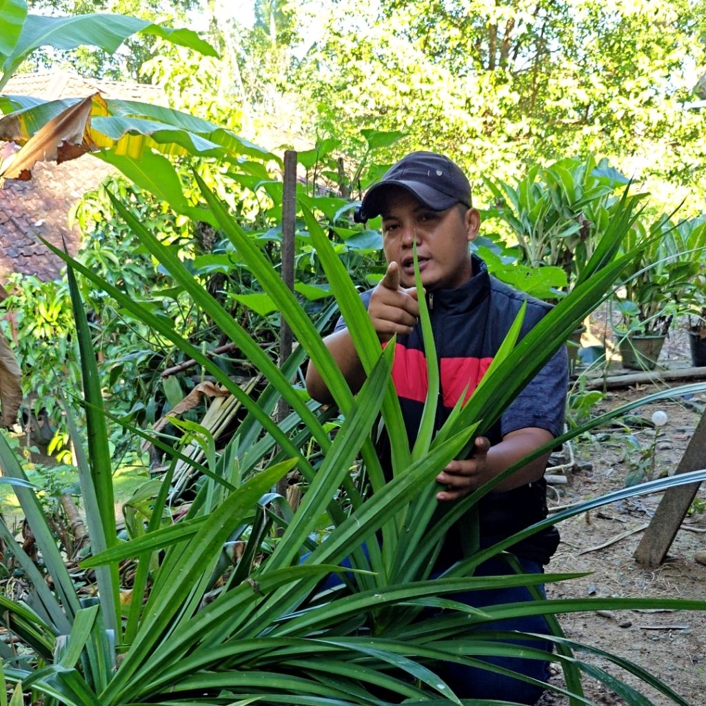 

Daun PANDAN SEGAR Untuk Berbagai Macam Olahan