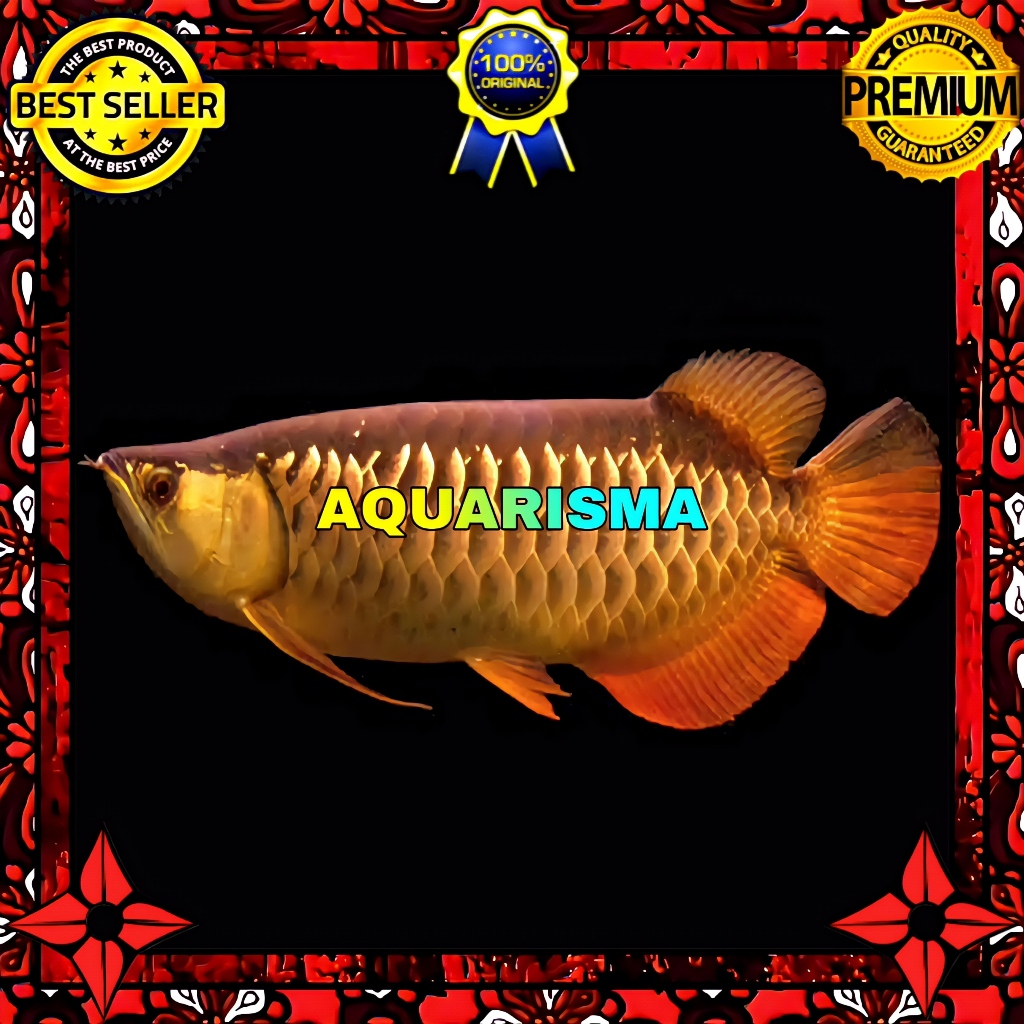 KEBUTUHAN AKUARIUM - ARWANA GOLDEN RED RTG HIGHBACK SCLEROPAGES FORMOSUS 16-18 CM
