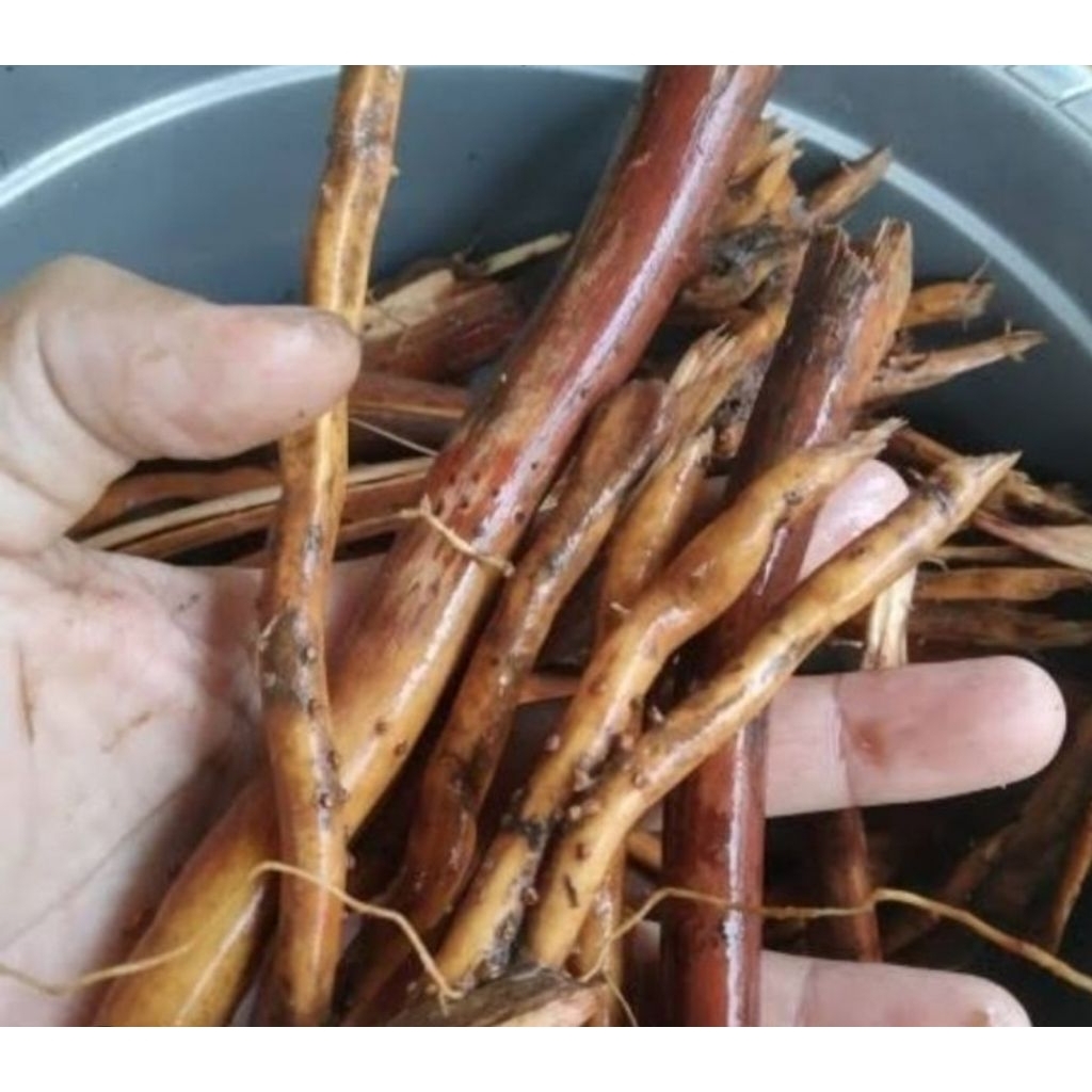 

Akar pinang segar akar pohon pinang fresh 250 gram