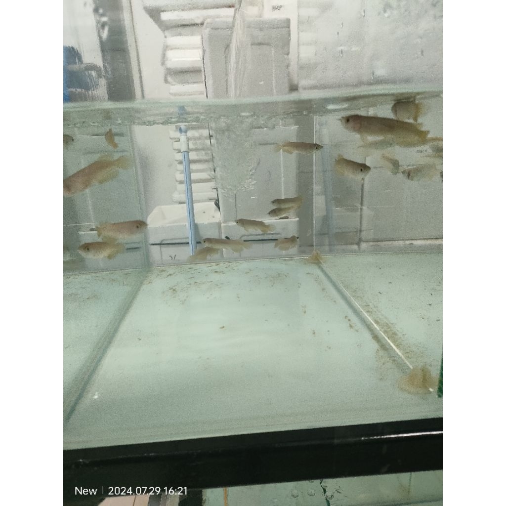 Flas sale golden red Hb ±9cm sertifkat