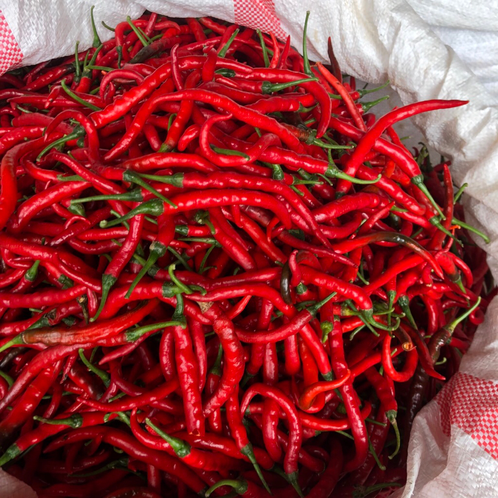 

PROMO CABE MERAH KERITING BERAT 1KG CABAI KERITING BONUS 1 Ons
