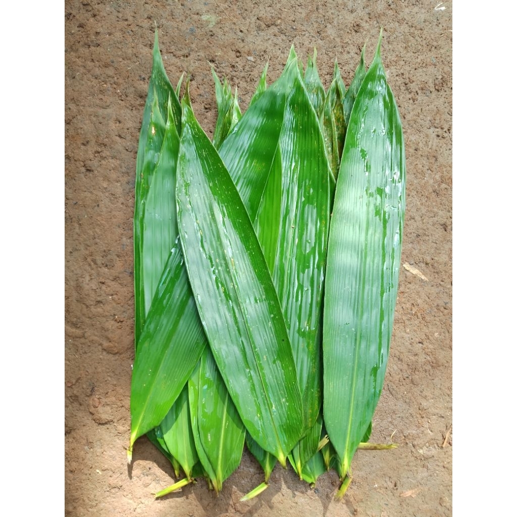 

50 LEMBAR Daun Bambu Segar Bungkus Kicang – Alami & Siap Pakai