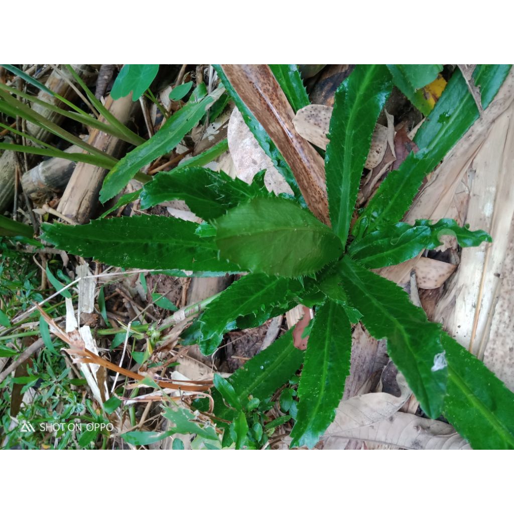 

Daun Walang Sangit (Eryngium Foetidum) 1 pcs
