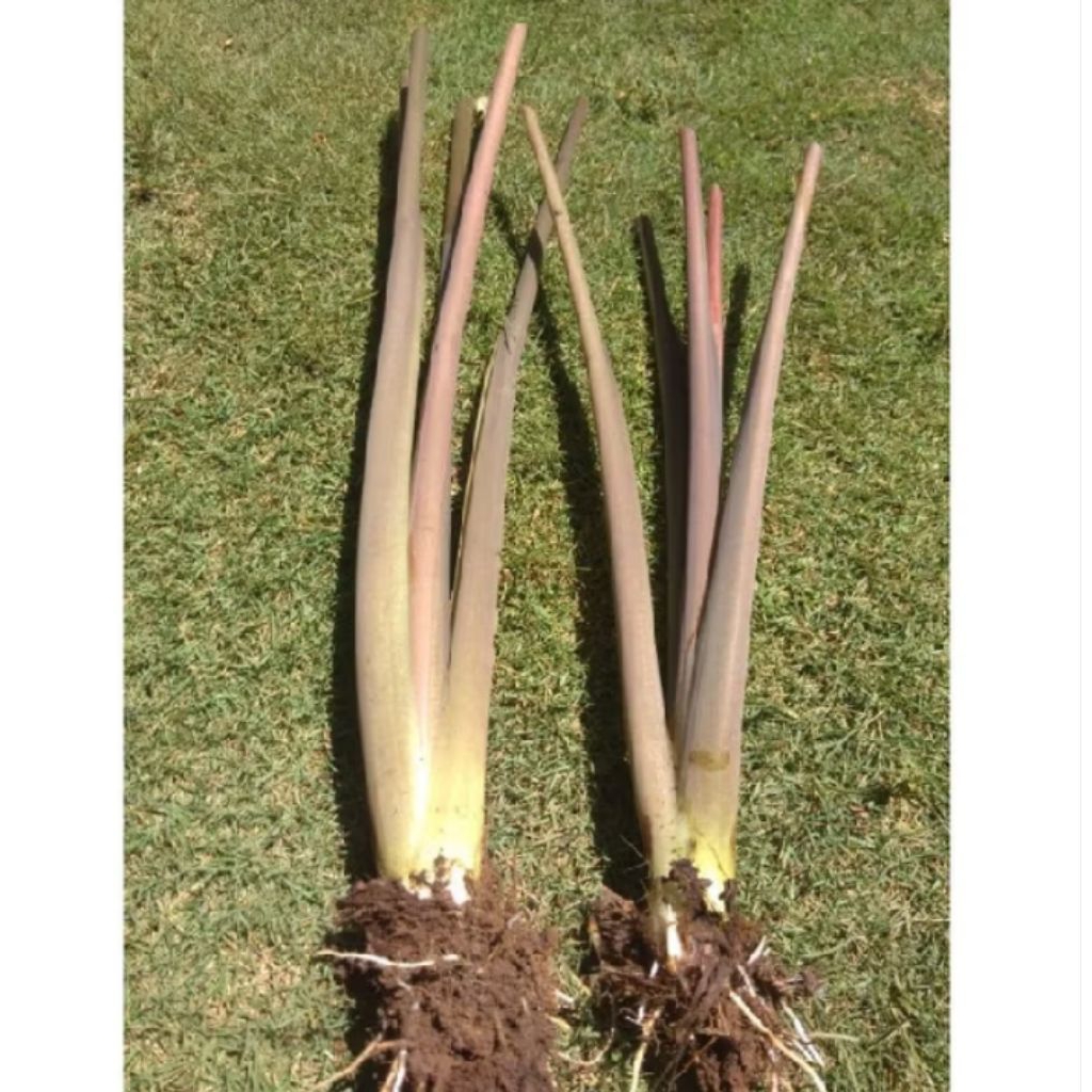 

bibit umbi talas sayur enak / talas kimpul