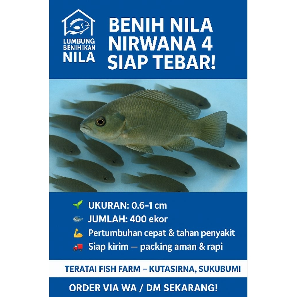 Larva-Nila Nirwana4 isi 400 Ekor