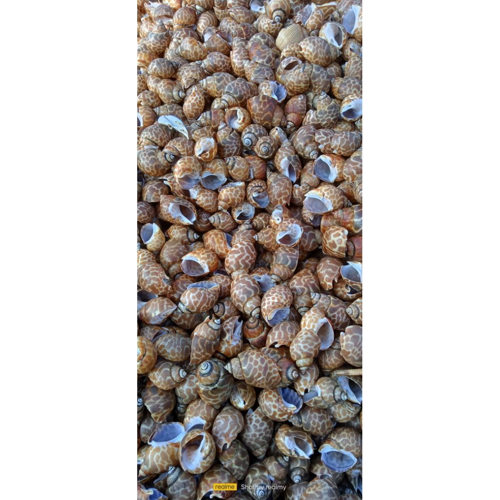 cangkang kelomang kosong