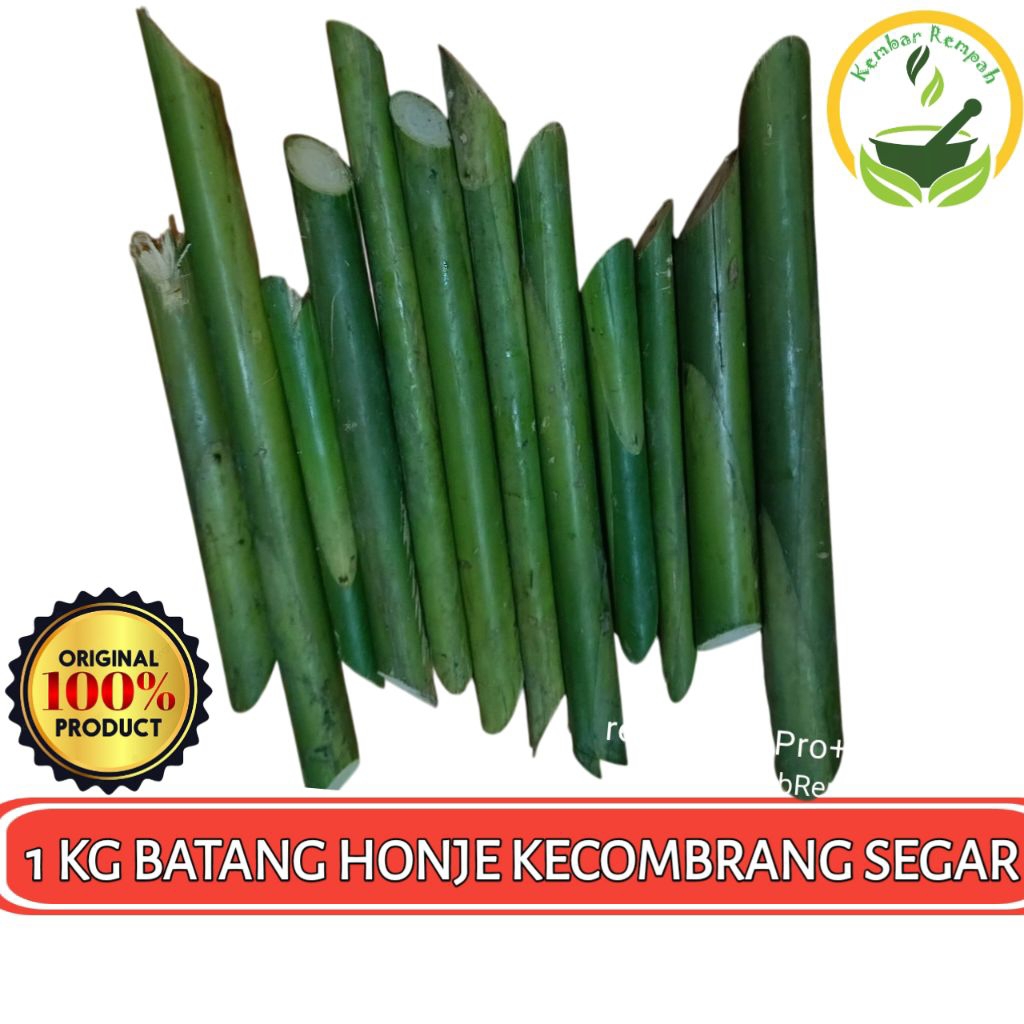

Batang Pohon Honje Kecombrang Segar 1000 Gram