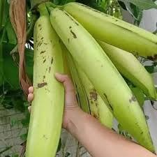 

PISANG TANDUK SUPER 3 BIJI