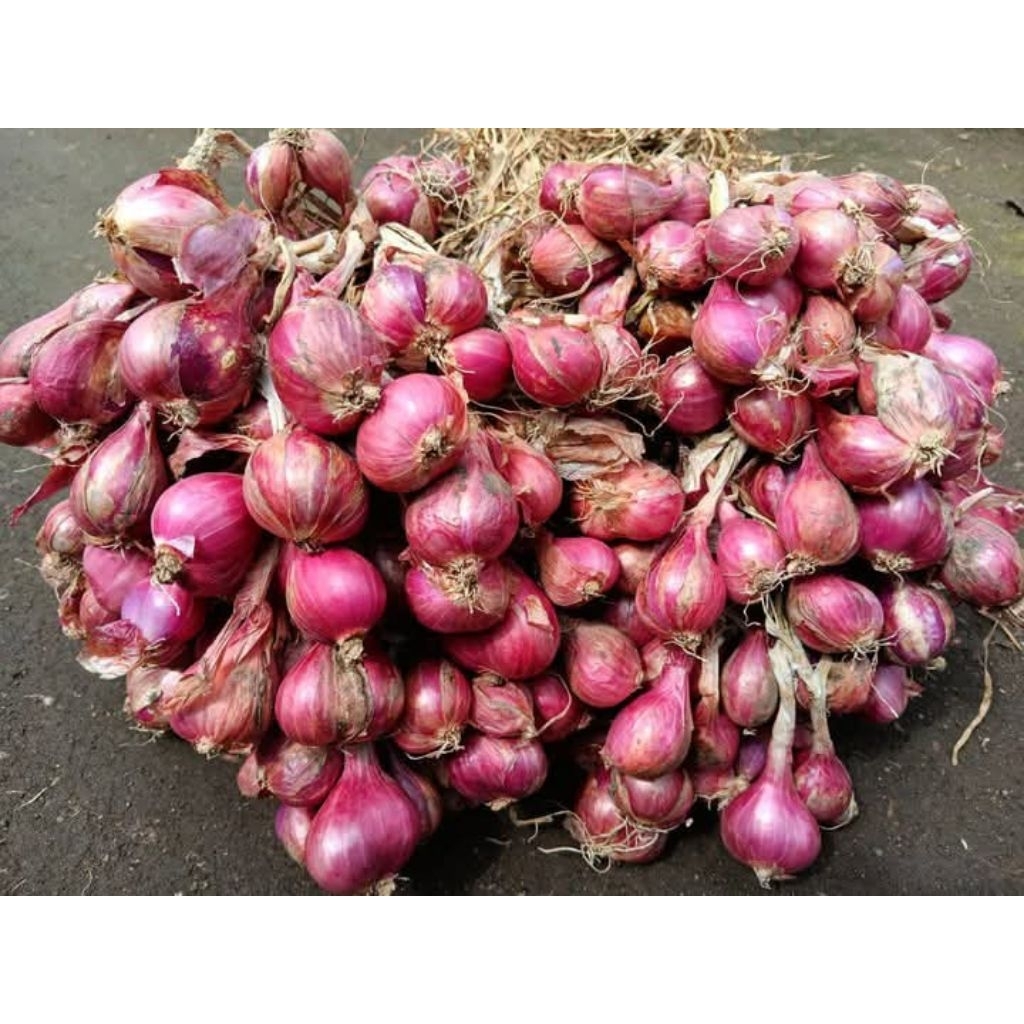 

Bawang Merah Asli Probolinggo