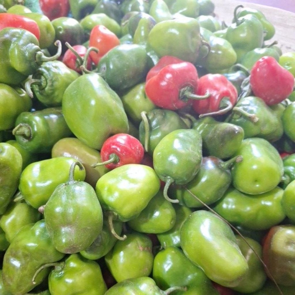 

Cabe Gendot Dieng Organik 500gr