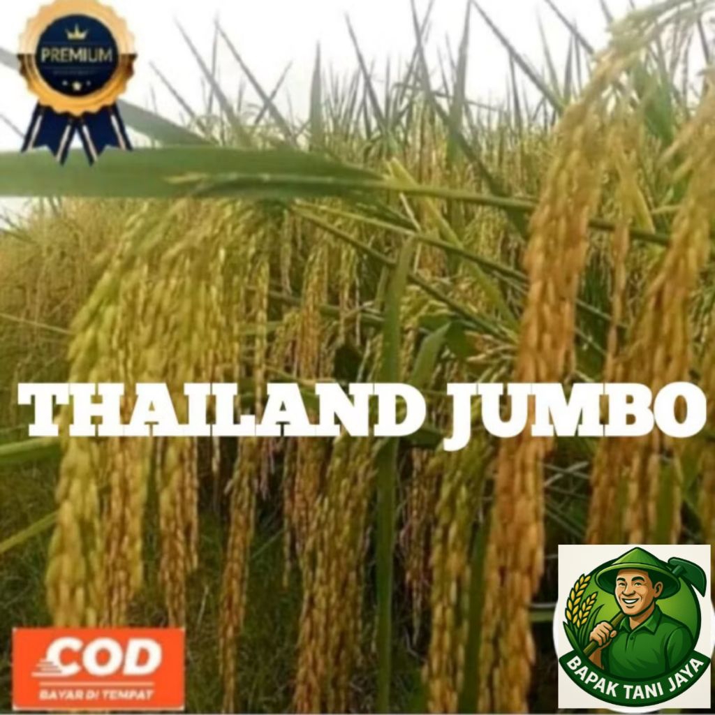 benih padi THAILAND JUMBO kualitas unggul 1gk