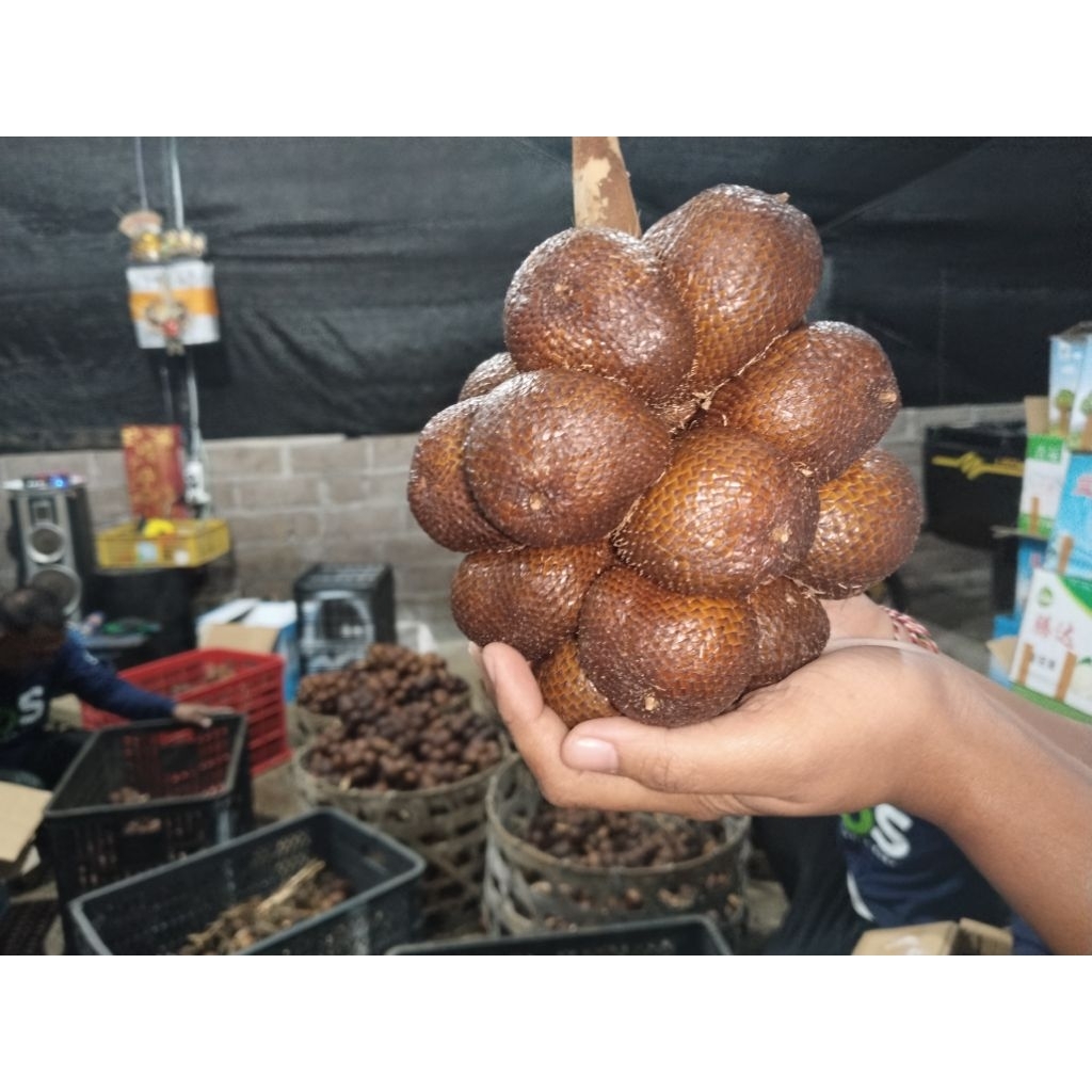 

salak gula pasir bali