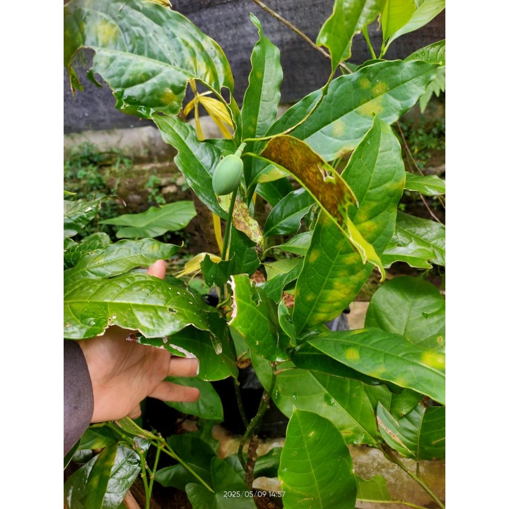 bibit Pohon cempaka telur, bunga putih