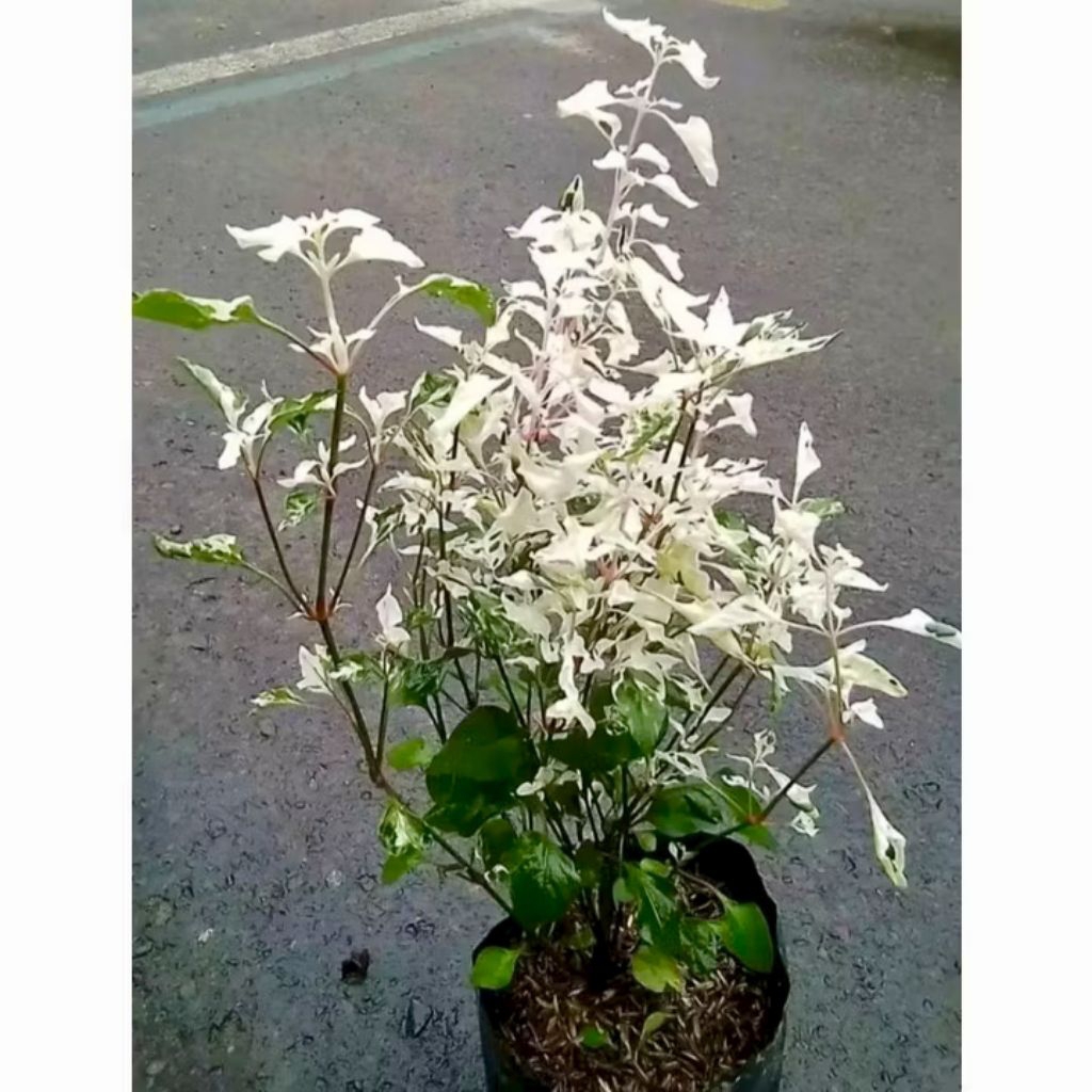 Bunga ANTING PUTRI SALJU - Tanaman Hidup Bunga Hias Anting Putri Salju - Tanaman Bunga Bonsai