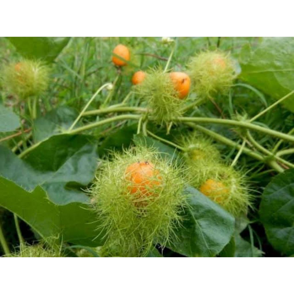 

Daun Rambusa Fresh 50 lembar / Ramuan herbal kaya manfaat