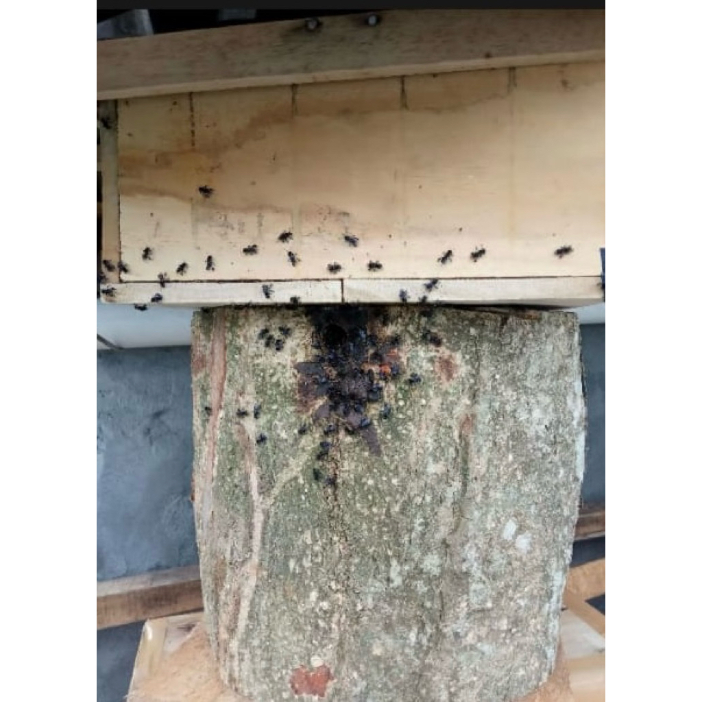 Kelulut atau klanceng atau trigona itama dalam stup kotak