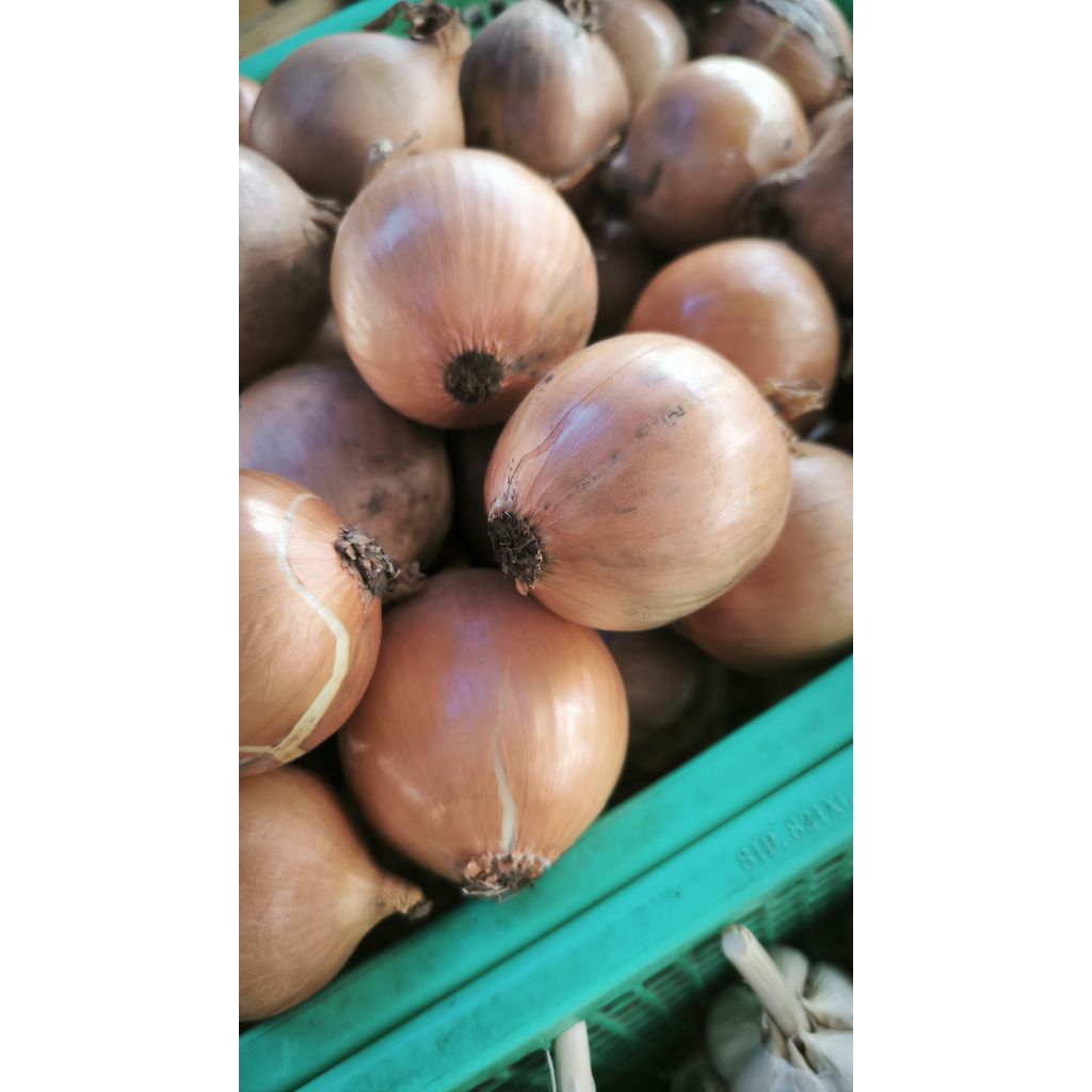 

Bawang Bombay kwalitas bagus dan keras tidak empuk dan bonyok