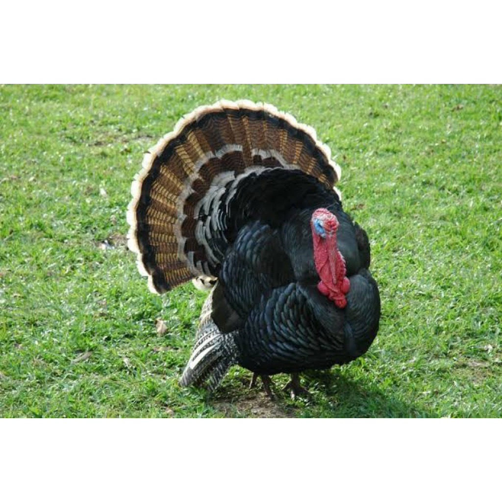 

TELUR FERTIL AYAM KALKUN UNTUK DI TETASKAN