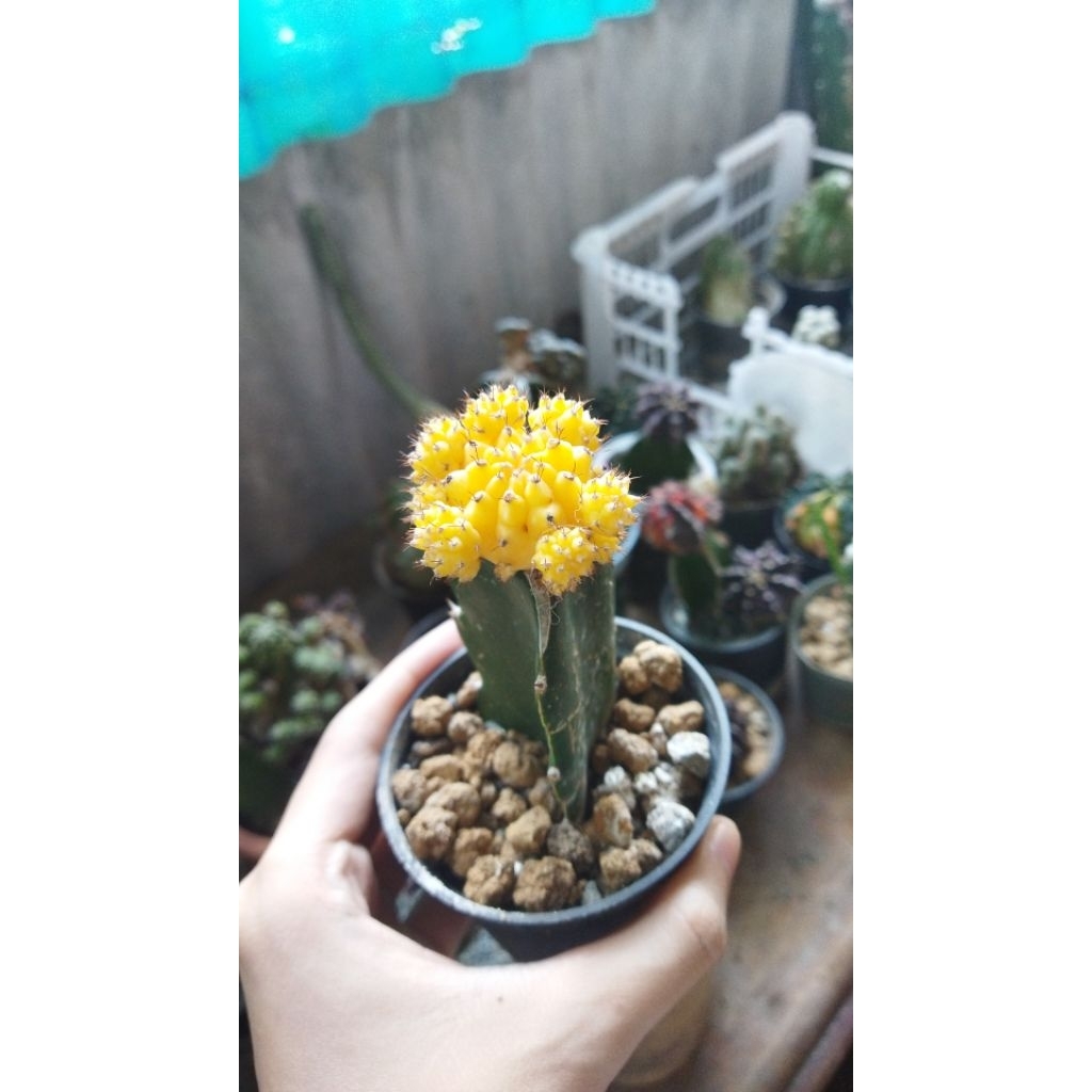 KAKTUS-GYMNOCALYCIUM-MOON-YELLOW-MEDIUM-20RB