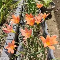 UMBI RAIN LILY LAVALON. BUNGA RAIN LILY. RAINLILY IMPORT. UMBI RAIN LILY