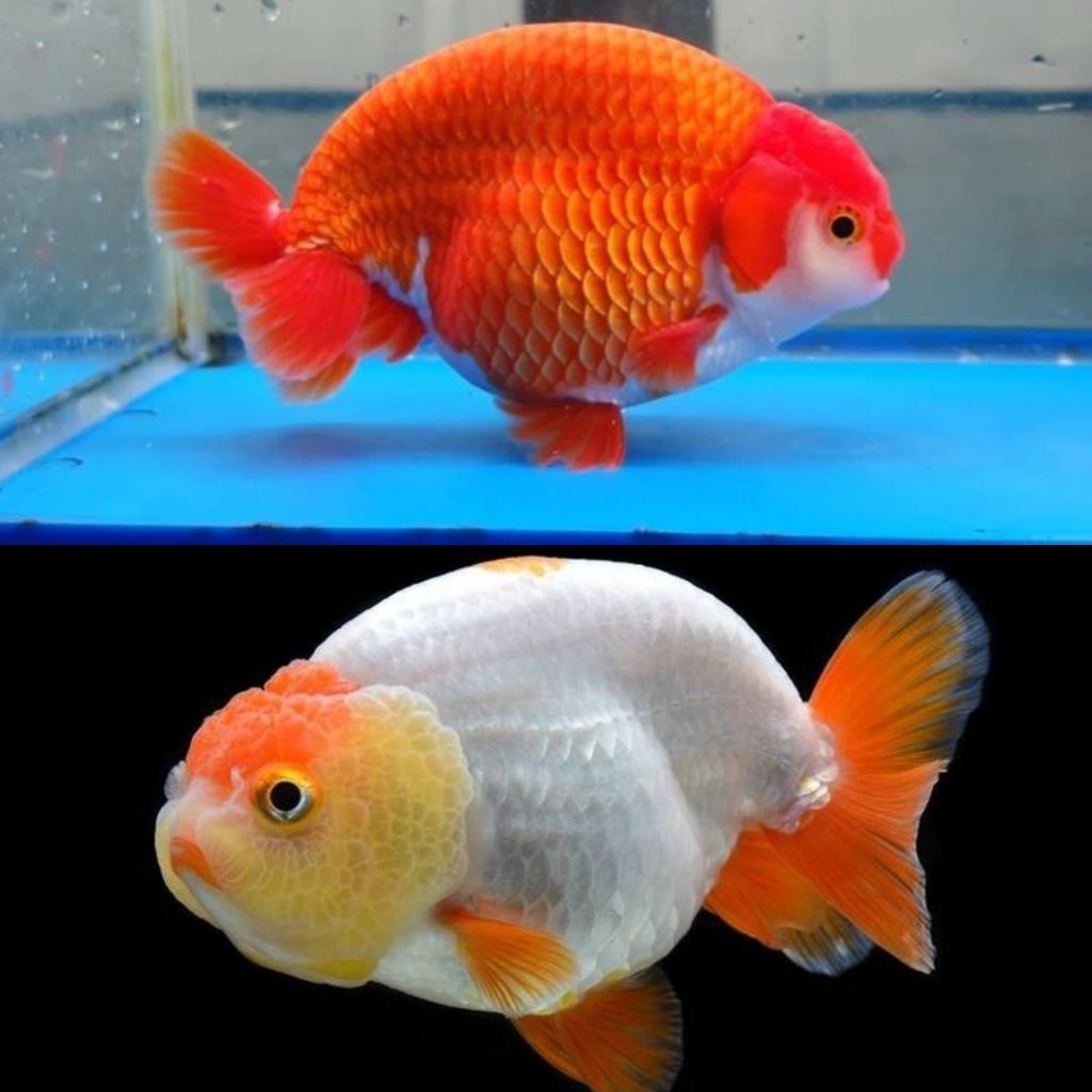 Ikan Hias Koki Ranchu RW Koki Ranchu Black Gold Size L Koki Rancu Ranchu Goldfish Hiasan Aquarium Ko