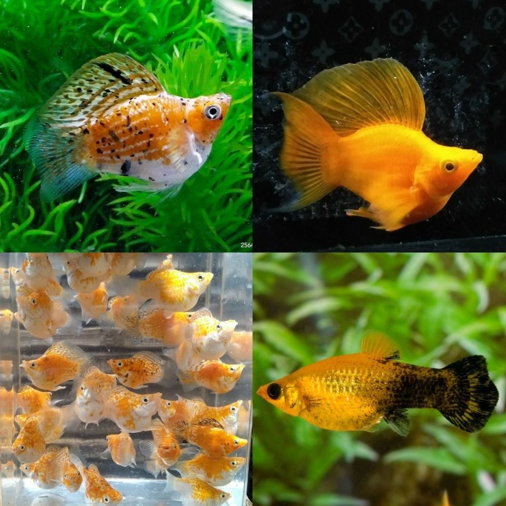 Ikan Hias Molly Balon Molly Oren Sunkist Molly Thailand Molly Calico Leopard Tiga Warna Molly Golden