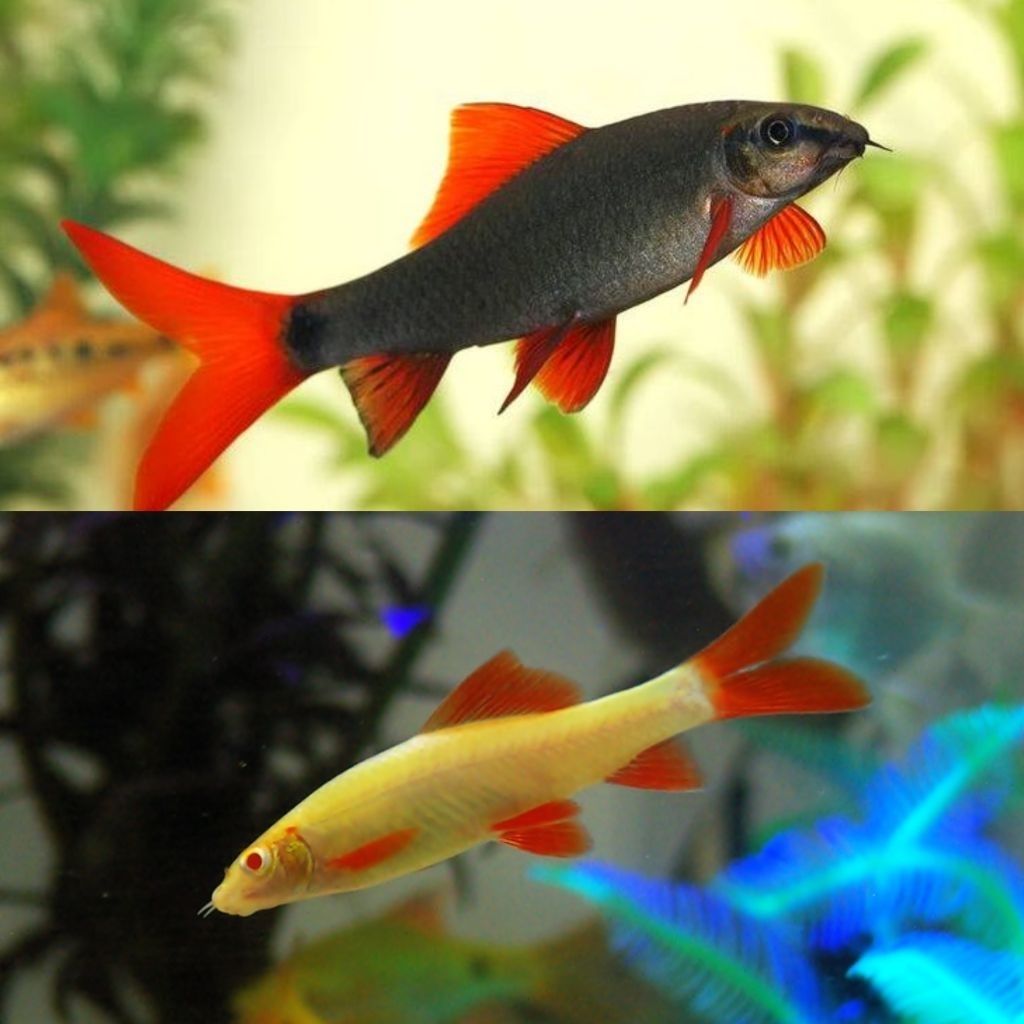 Ikan Hias Redfin Black Redfin Albino Size S Ikan Pembersih Aquarium Pembersih Dasaran Hiasan Aquariu