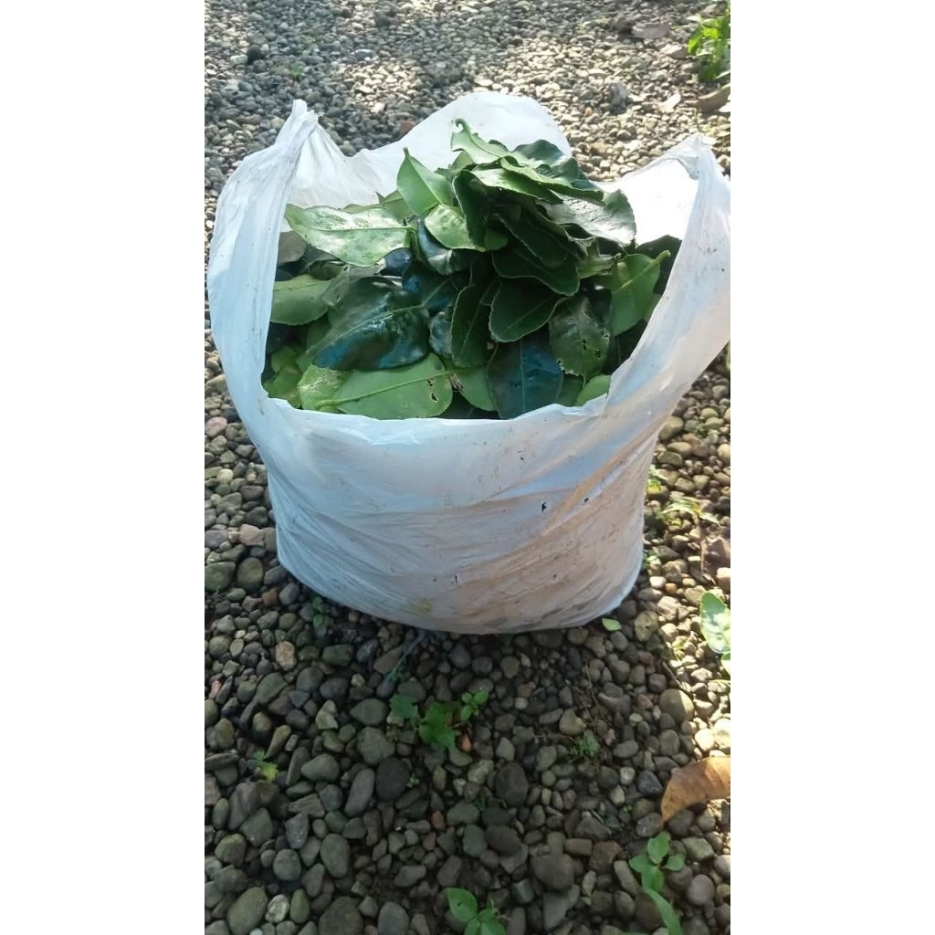 

daun jeruk purut kemasan 500gr