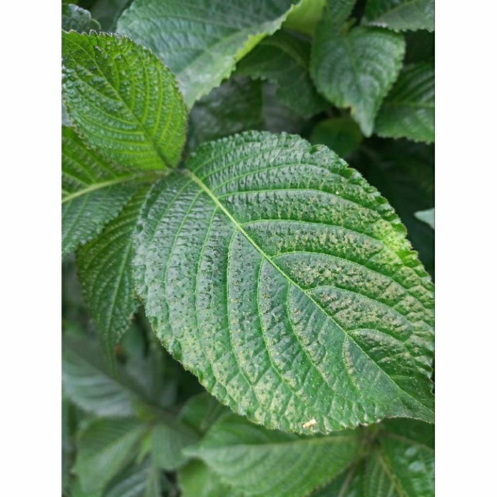 

100 lembar daun keji beling fress di petik saat di pesan