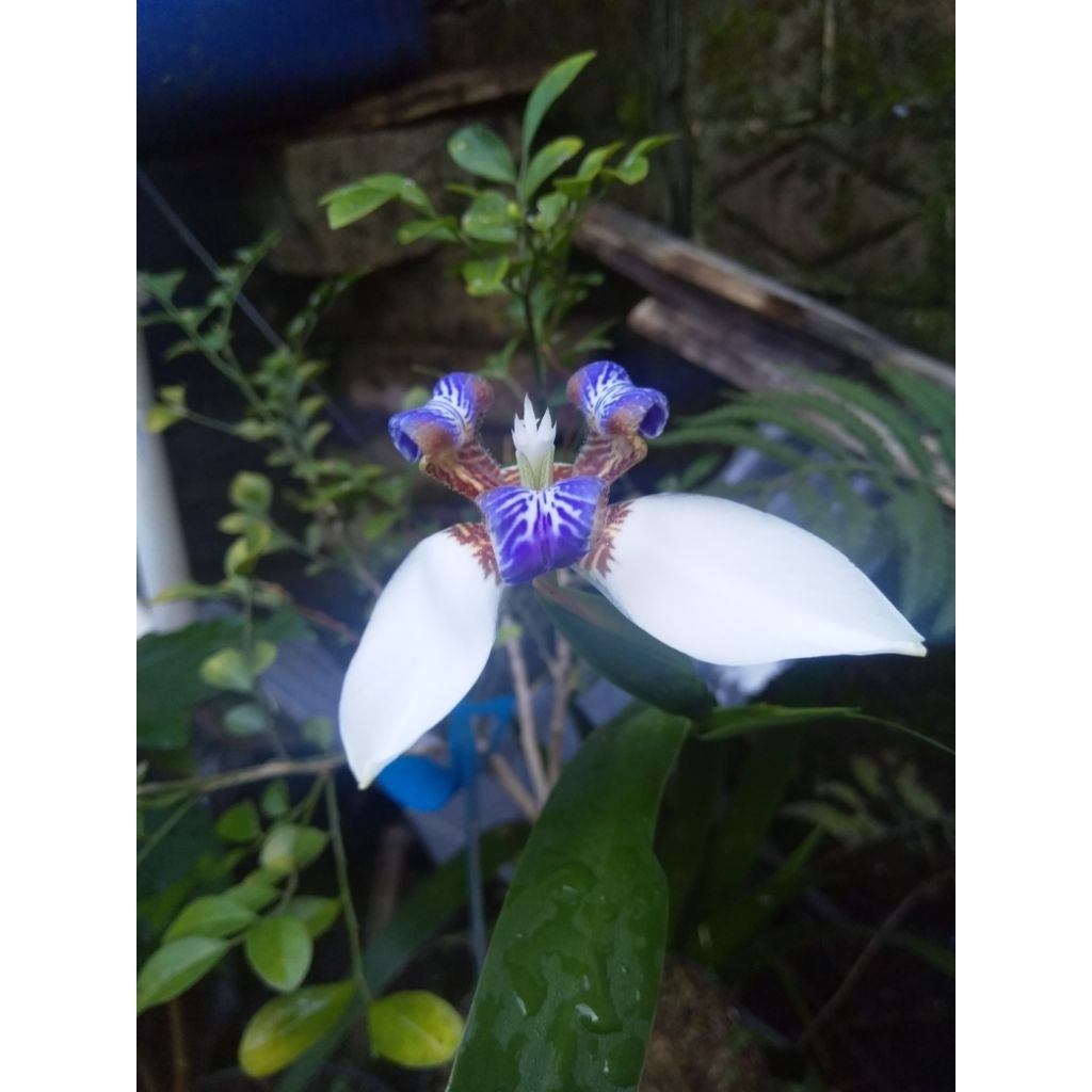 mega mendung(iris ungu)