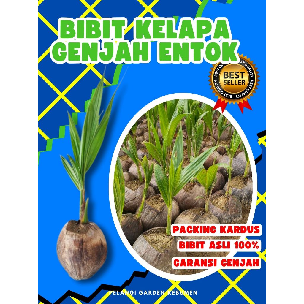 3 TAHUN BUAH..  Benih Kelapa Bonsai, Benih Kelapa Buah Besar