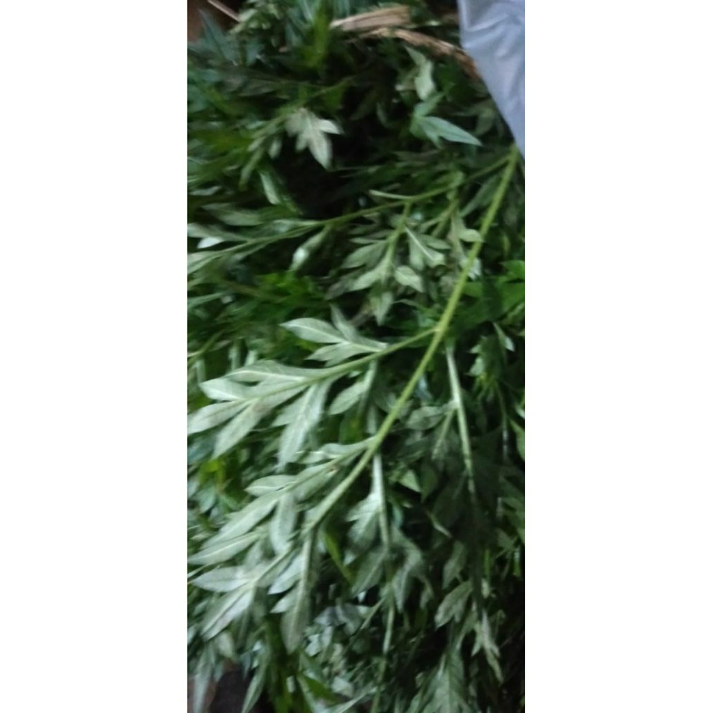 

SAYUR DAUN KENIKIR SEGAR