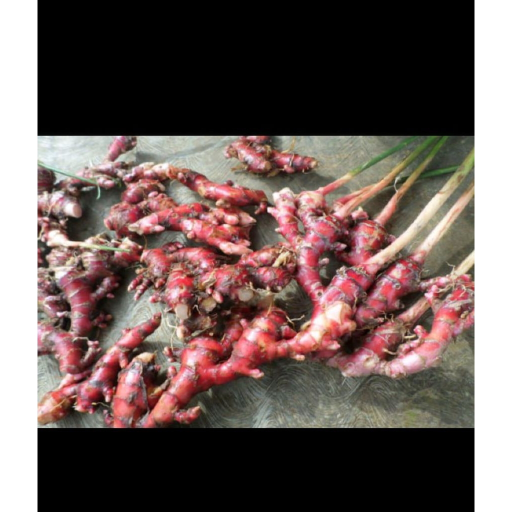 

jahe marah/jahe berem fresh 1kg