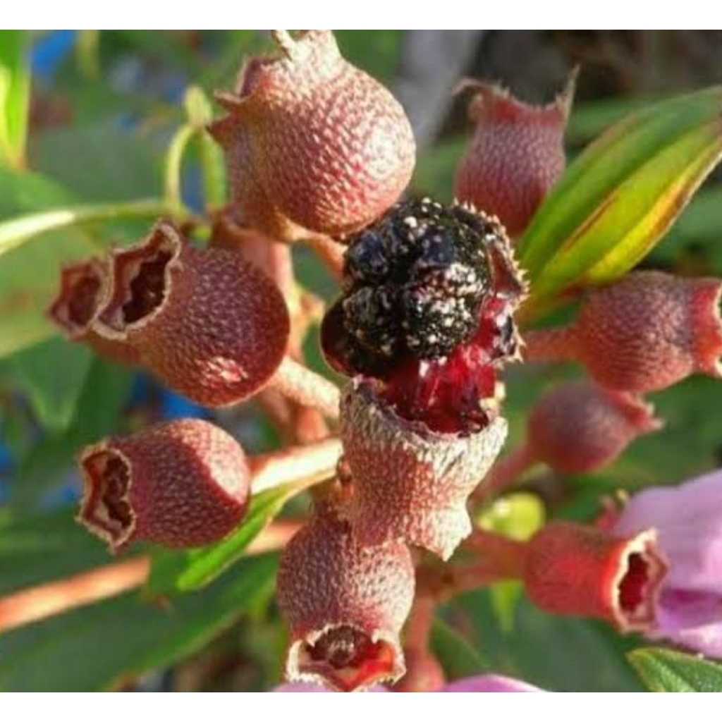 

Buah senduduk buah senggani segar 1 kg petik langsung-az