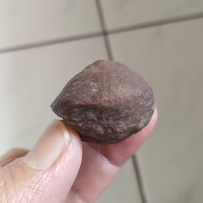 Kemiri Adu Muncang Adu Anak MJ Pasangan Mewah Tua Jatuhan