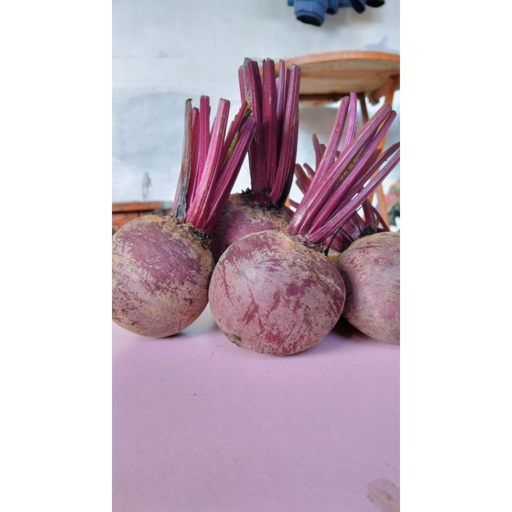 

Buah beet root organik baru petik dari kebun harga per kg