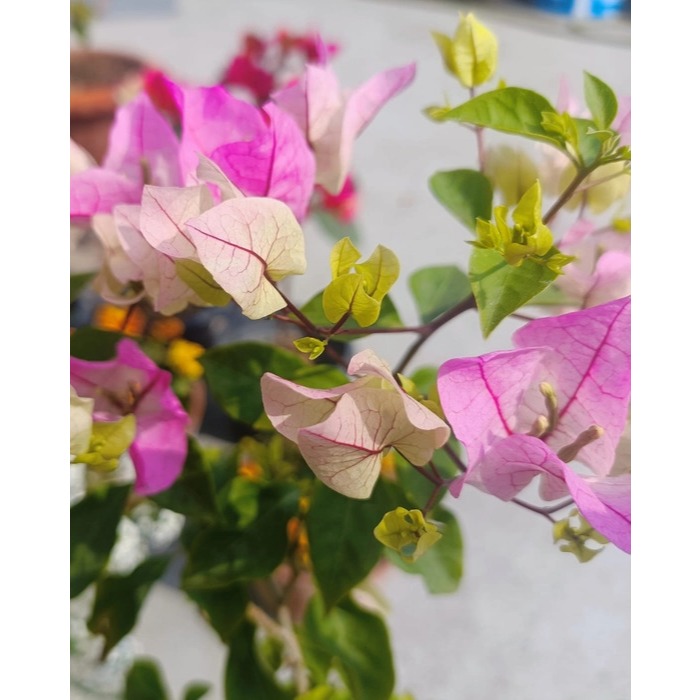Tanaman hias bunga bougenville ice cream - tanaman hias bugenvil bunga kertas