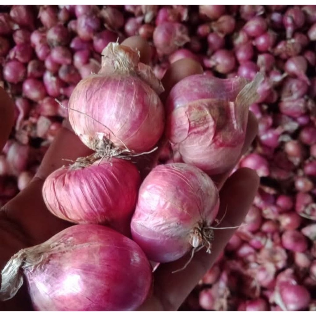 

Bawang merah lokal BIMA SUMBAWA JUMBO FRESH