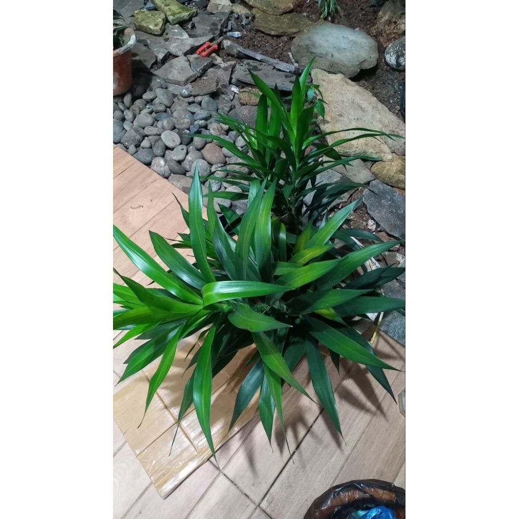 

Daun Suji Fresh (HANYA DAUN) 250 GRAM PEWARNA ALAMI