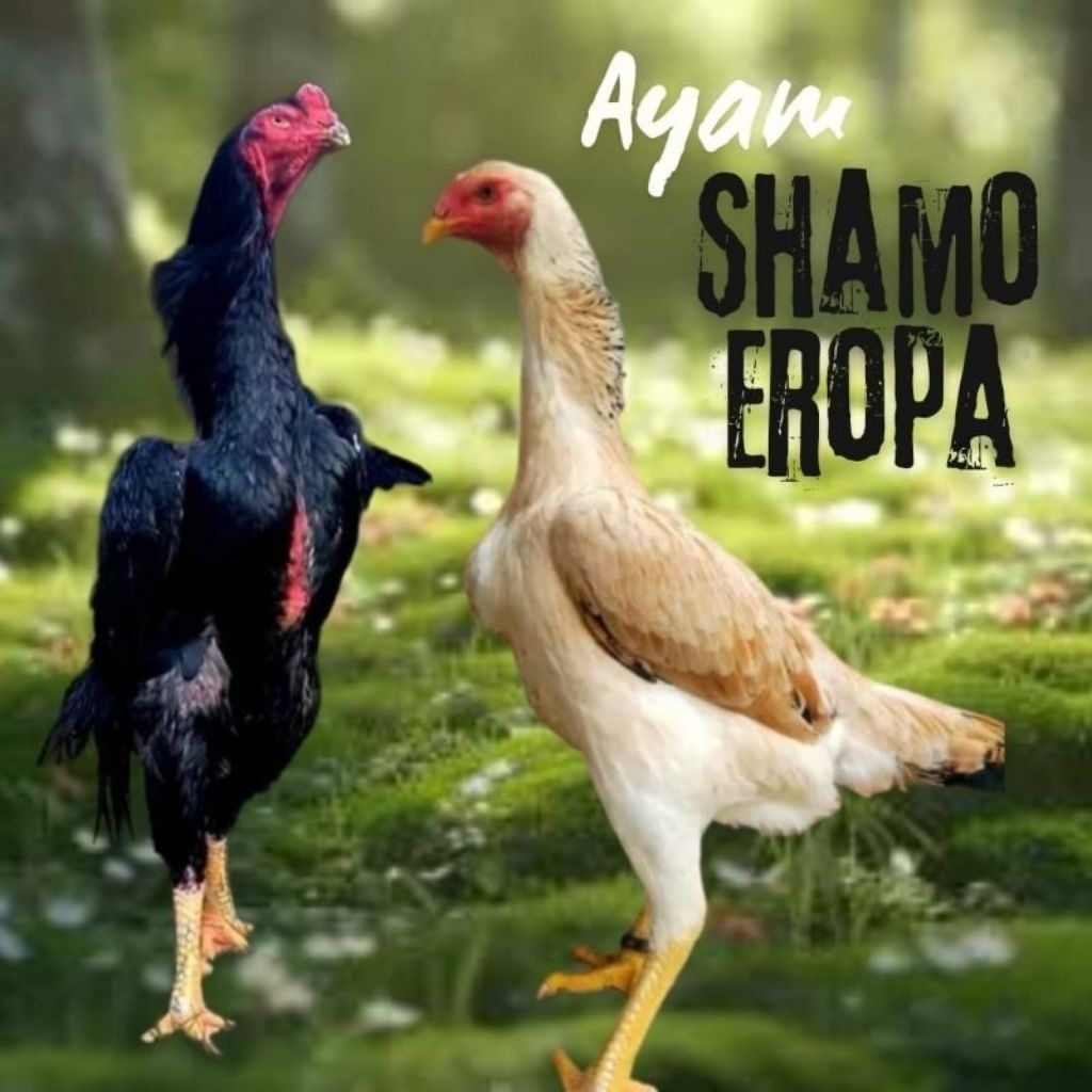 

Telur Tetas Ayam Shamo Eropa Fertil siap untuk ditetaskan