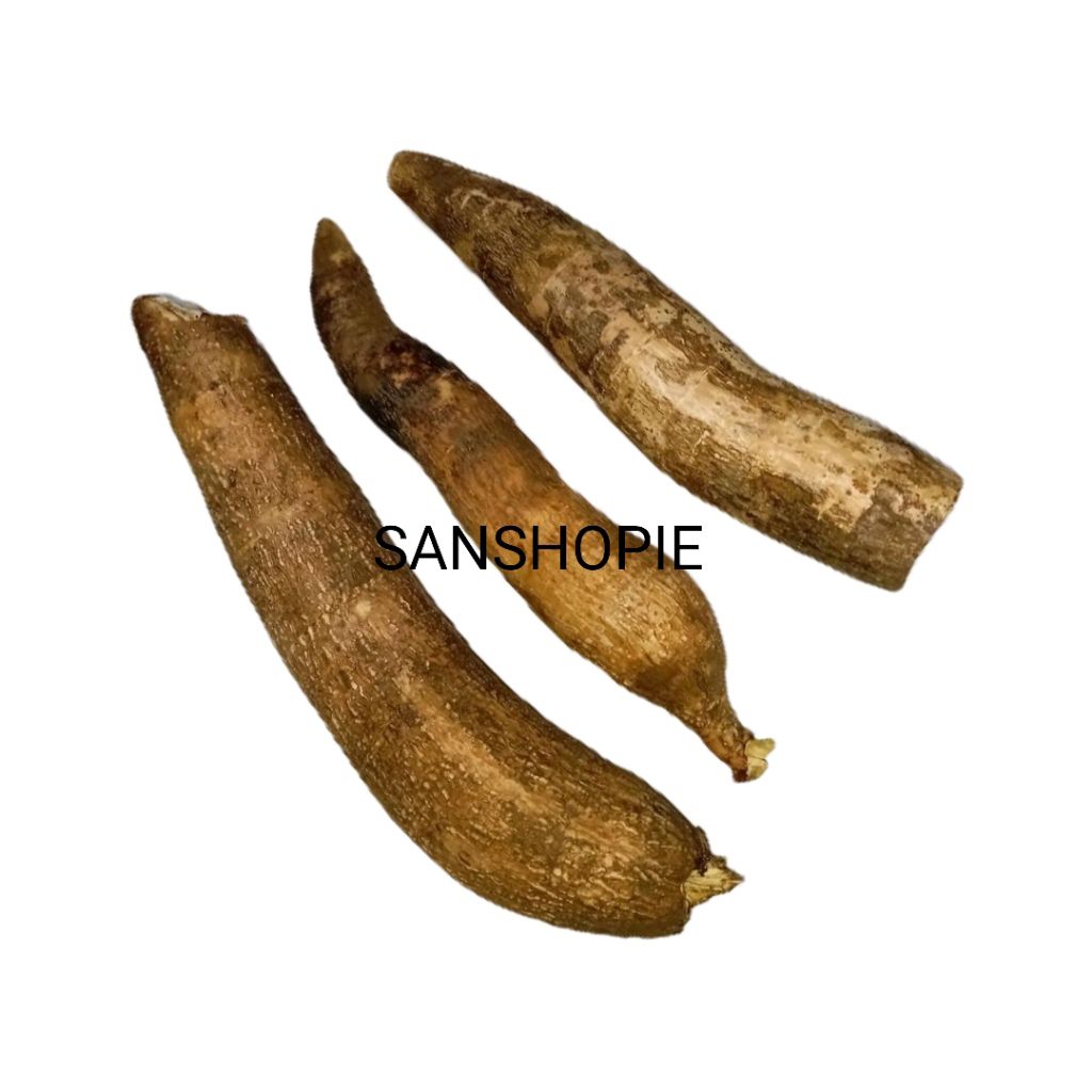 

Singkong sapikuru atau kerikil segar 1 kg