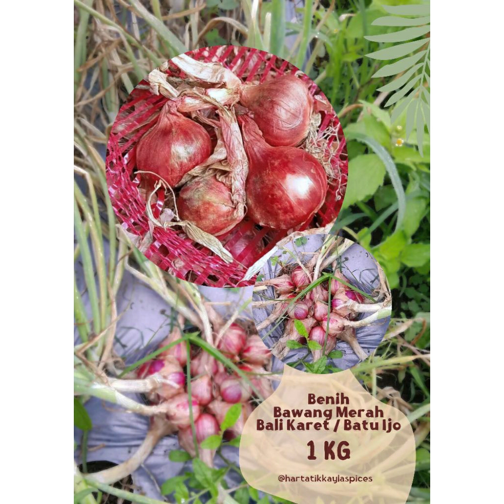 Benih Bibit Bawang Merah Bali Karet (Batu Ijo) Siap Tanam 1KG