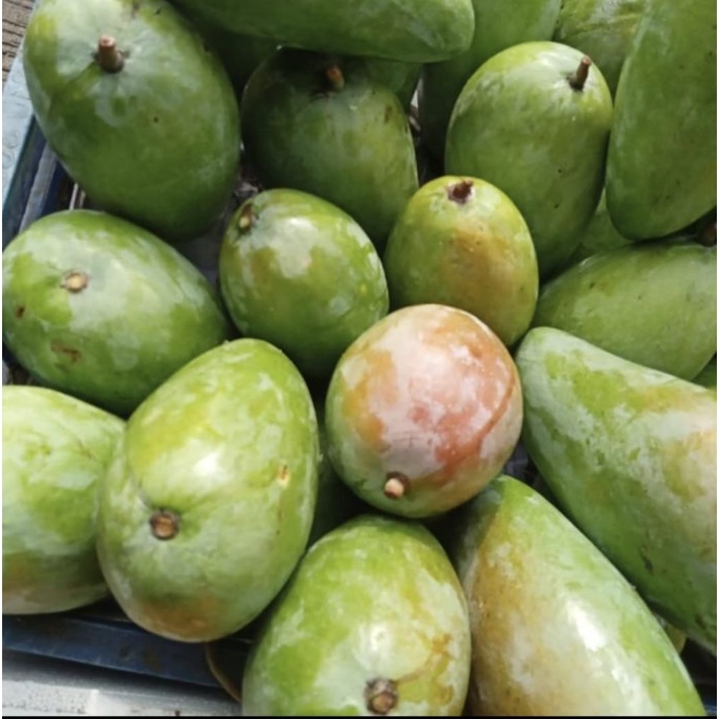 

mangga kiojay mangga thailand 1 kg
