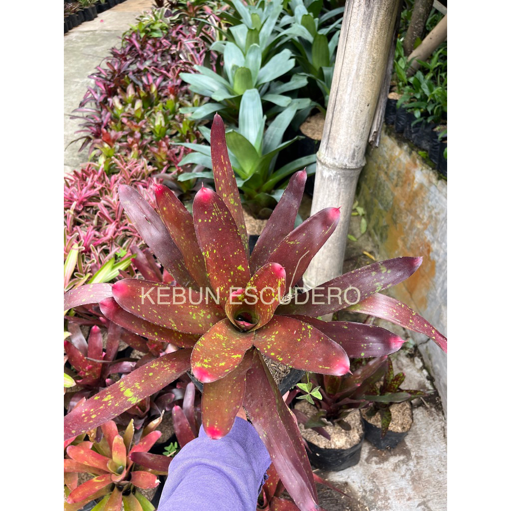 Bromelia Red Mawar - Bromelia Red Jelly - Tanaman Hias Bromelia Mawar Rimbun