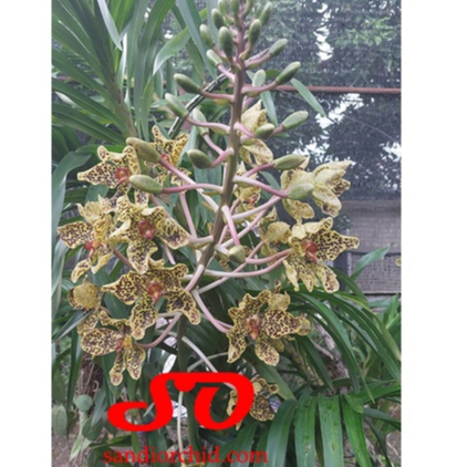 [ DEWASA ] Grammatophyllum speciosum var. Papua | Anggrek Tebu Papua : Sang Ratu Anggrek dari Tanah 