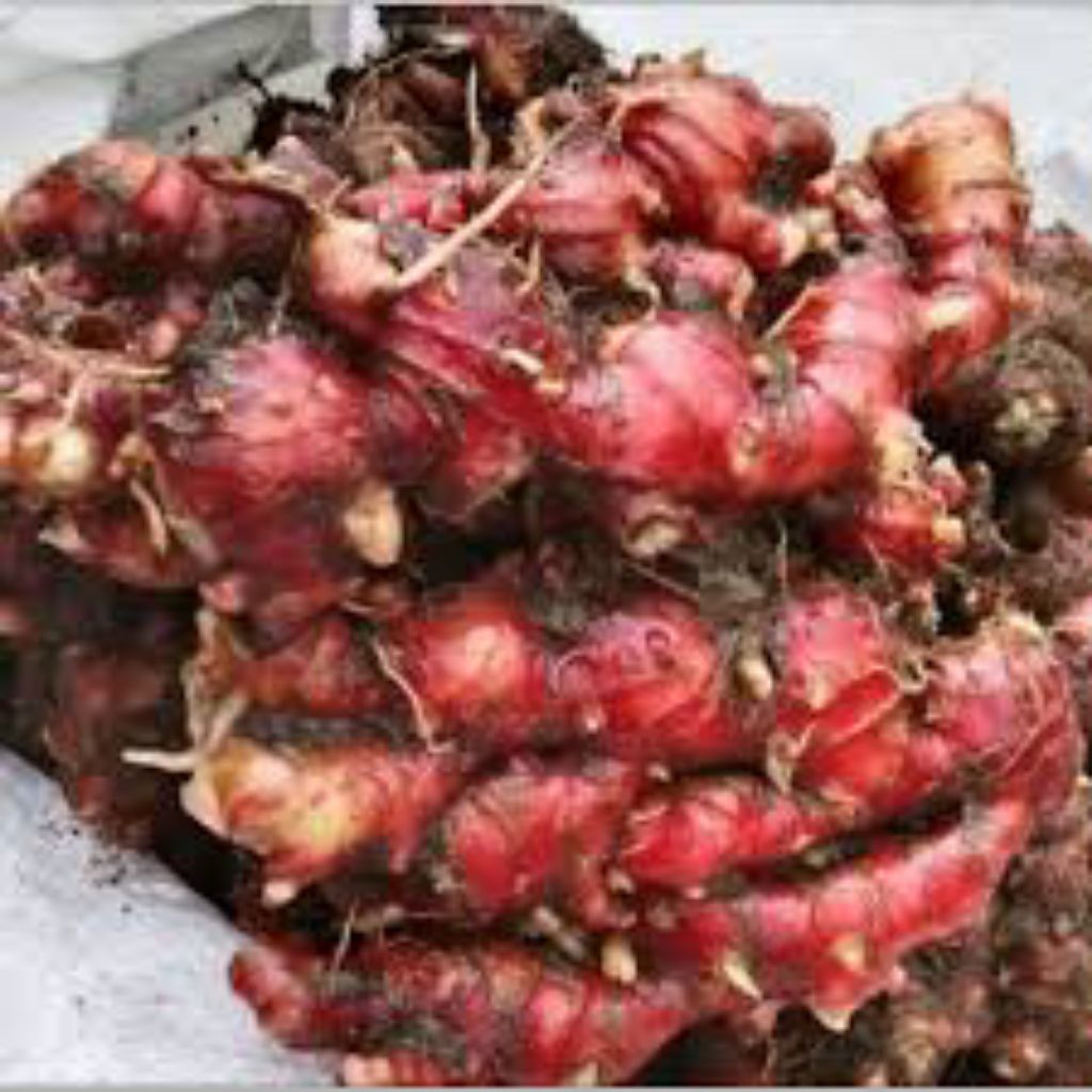 

JAHE MERAH Super RED SeGER Ter murah dan terlaris